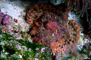 Maldives 2021 - Tasseled scorpionfish - Poisson scorpion a houpe - Scorpaenopsis oxycephala - DSC00300_rc